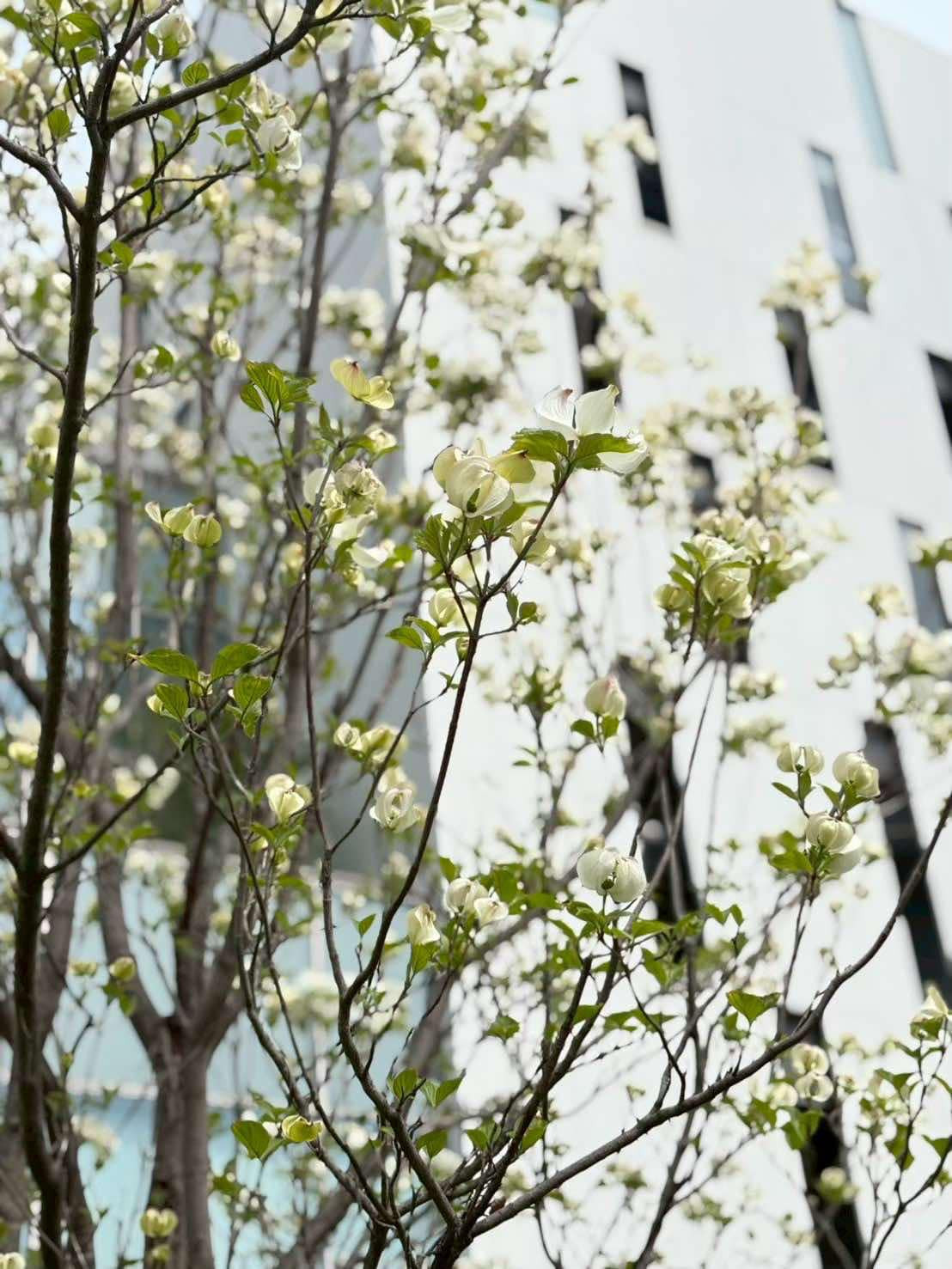 駅から続く桜並木の画像2