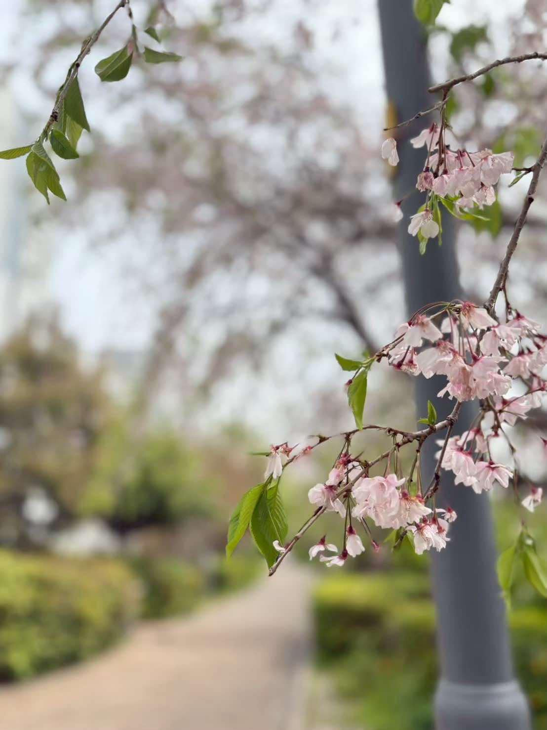 駅から続く桜並木の画像1